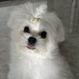 旺财旺旺