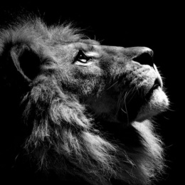 LongPort - 神罗天征