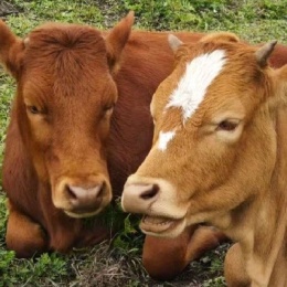 LongPort - 狍子的交易员