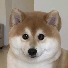 LongPort - 菩提果