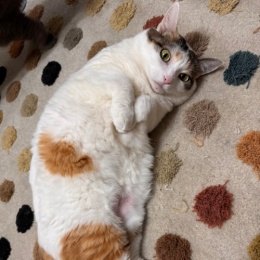 LongPort - 伏魔御厨子