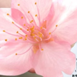 Longbridge - 云朵飘红