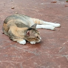 Longbridge - LazyCat