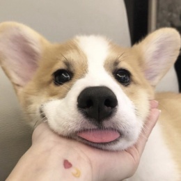 LongPort - 鑫垚垚鑫