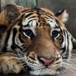 LongPort - 勇猛的大刀