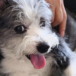 LongPort - 康康先森