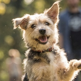 LongPort - “火旺为财”