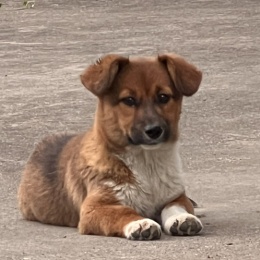 LongPort - 天罡萌萌亮