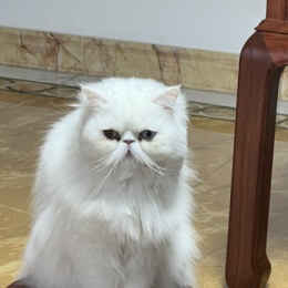 LongPort - 蔚来之后打死不碰中概