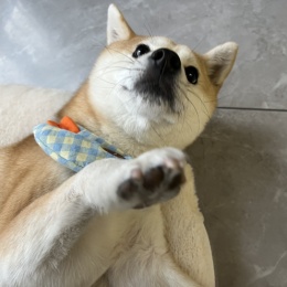 LongPort - 爱理财的乌师傅