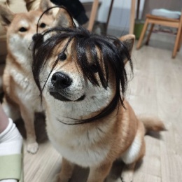 Longbridge - 两只柴