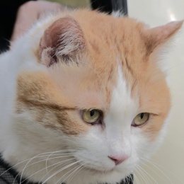 LongPort - 大湾区虎猫