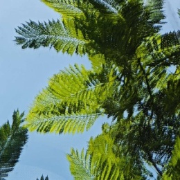 LongPort - 我独自升级