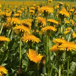 LongPort - 目标跑盈定存