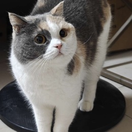 LongPort - 發財小肚