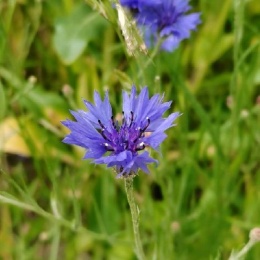 Longbridge - FreeBird2025