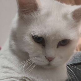 LongPort - 齐大白