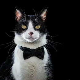 Longbridge - 洪帮主