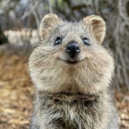 LongPort - 哈哈八