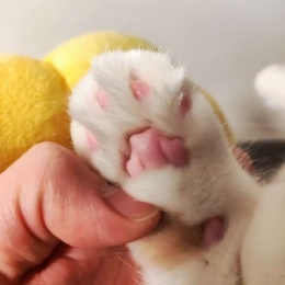 LongPort - 黄金脆皮猪