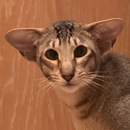 LongPort - Super-IgG