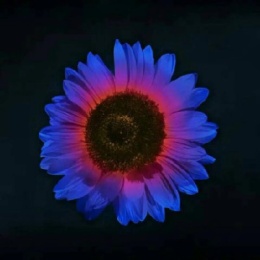 LongPort - 花火038