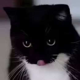 LongPort - 飒踏如风