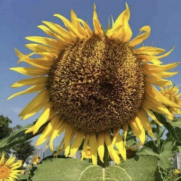 LongPort - 娃娃鱼2007