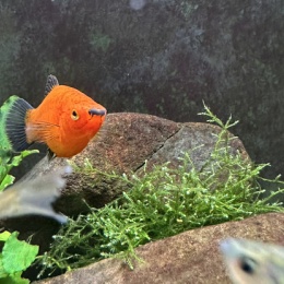 LongPort - 特斯拉倒车接我