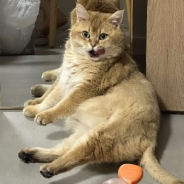 Longbridge - 大大泡泡金