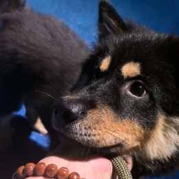 LongPort - 百万吖