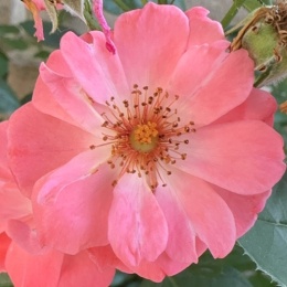 LongPort - 雲夢澤