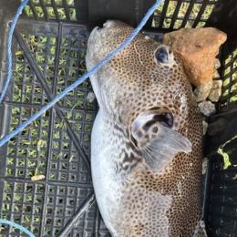 LongPort - allendudu