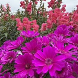 LongPort - W X Q暴富