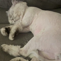 LongPort - 呵呵阿郭