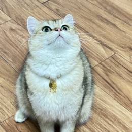 LongPort - 顺势而为主动出击