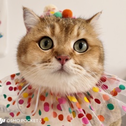 LongPort - 一鹿易发