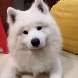 LongPort - 富贵逼人来