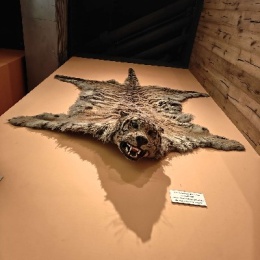 LongPort - 菜鸟非要玩～