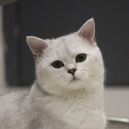 Longbridge - 区泽辉