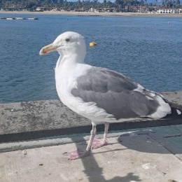 LongPort - 科技引领文明