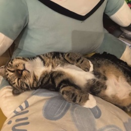 LongPort - 胖虎的老爸