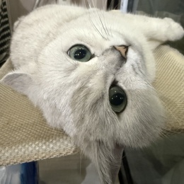 LongPort - 鱼蛋招财喵