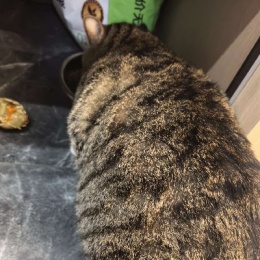 LongPort - 米黄大韭菜