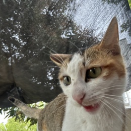 LongPort - 赚钱买猫罐头:D