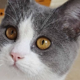 LongPort - 猫不肥