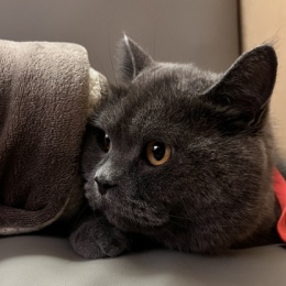 LongPort - 招财咪咪