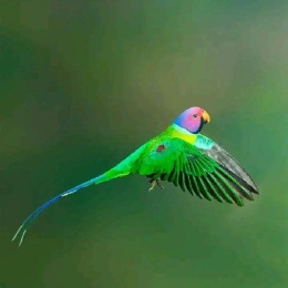 LongPort - JSJT海底捞