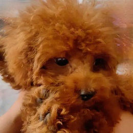 LongPort - 大海无颜