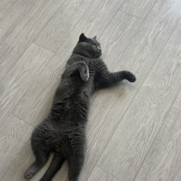 LongPort - 五一猫猫